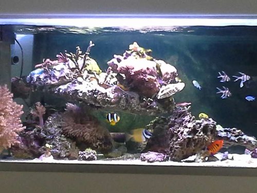 uge 6 shallow reef (49).jpg