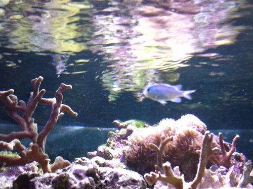 uge 6 shallow reef (14).jpg