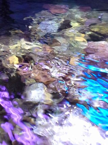 uge 6 shallow reef (10).jpg