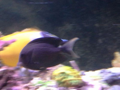 uge 6 shallow reef (36).jpg