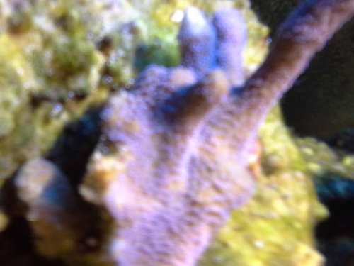 uge 6 shallow reef (15).jpg