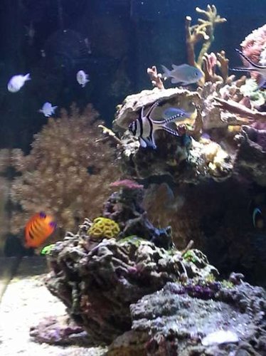 uge 6 shallow reef (9).jpg