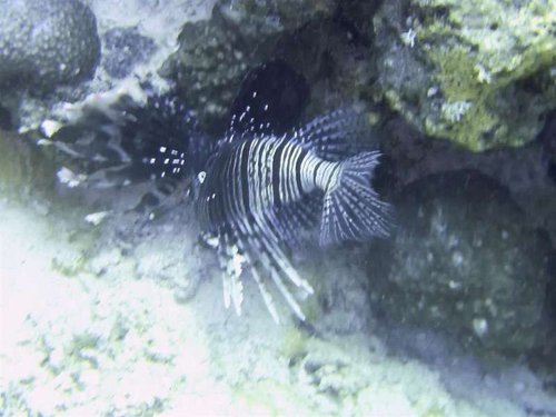 Hurghada 054 (Medium).jpg