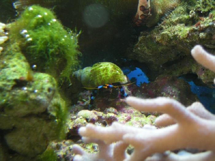 Electic blue hermit2.jpg