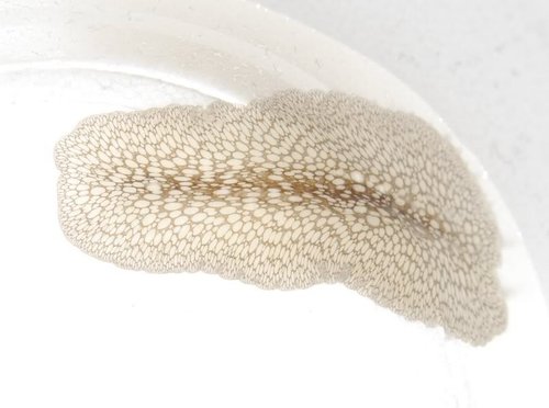 image.jpg (79.52 KiB) Vist 50404 gange The beast - men svær at se...