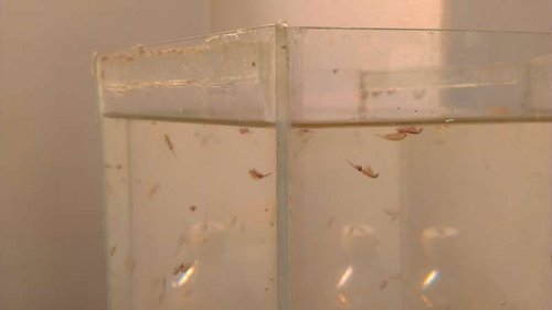 IMAG1412.jpg (13.69 KiB) Vist 45202 gange Hjemmegjorte artemia