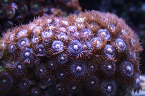 Zoa.jpg