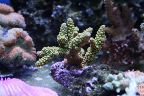 gul acropora.jpg