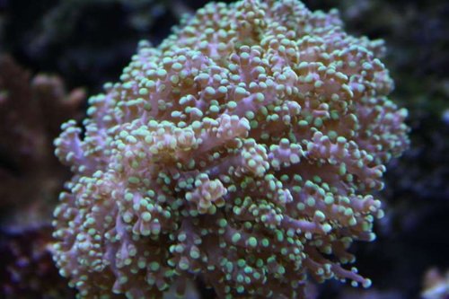 frogspawn.jpg