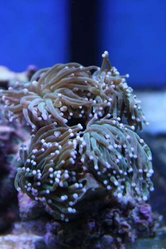Euphyllia.jpg