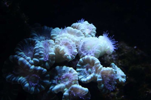 Caulastrea.jpg
