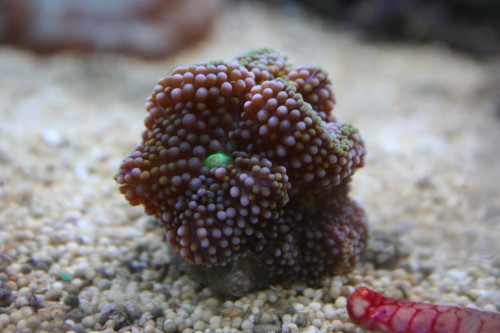 ricordea florida