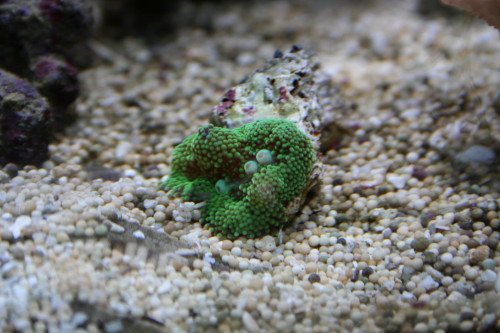 ricordea florida
