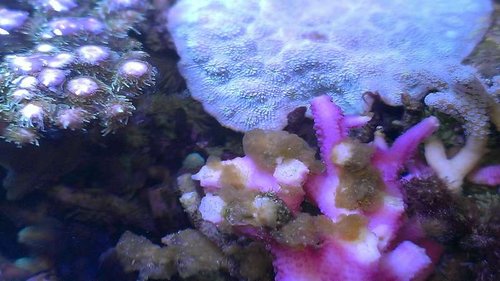 Hystrix med Brown Jelly?