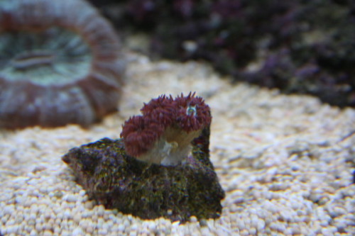 blastomussa