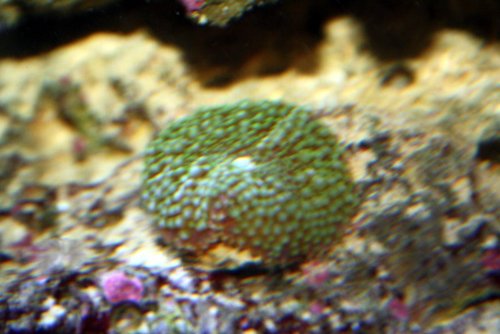 floridae.JPG