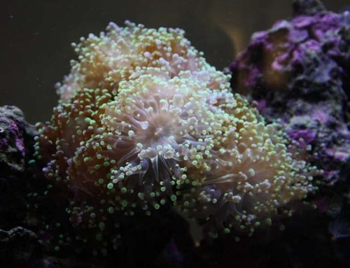 frogspawn.JPG