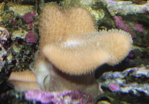 sarcophyton eleganzzzz.JPG