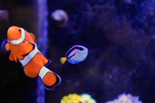 IMG_0483.JPG (26.35 KiB) Vist 1406 gange Størrelse i forhold til klovnen