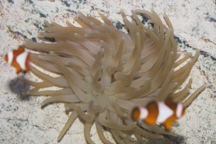 Min anemone.