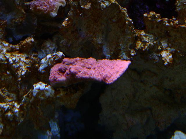 Oxypora Pink.JPG