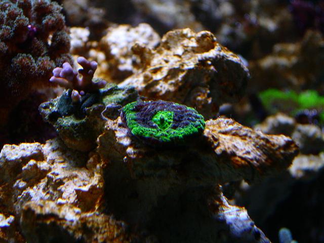 Echinophyllia.JPG