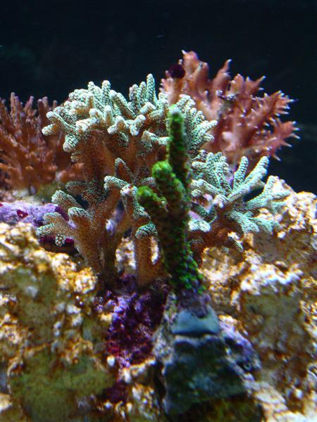 Acropora  Enzmann.JPG