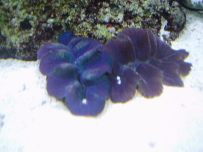 2 andre tridacnaer