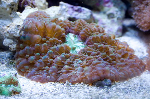 cynarina
