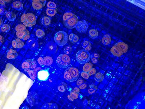 acan frags1.jpg