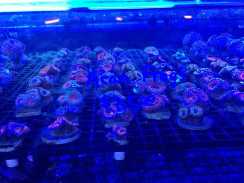 acan frags3.jpg