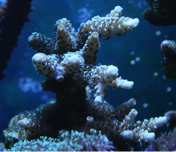 acropora.jpg