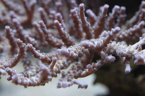 _MG_0061.JPG