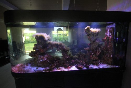 Triton S, Full