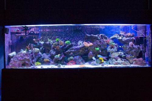 akvarie 11 aug1.JPG