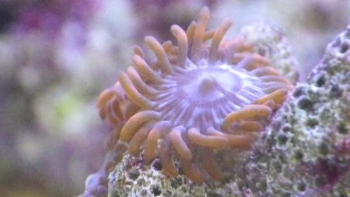close up rød zoa.JPG