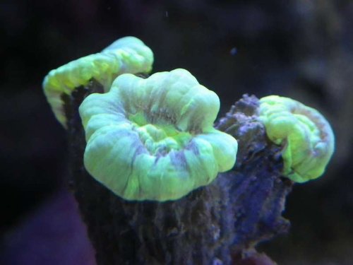 caulastrea (3).JPG
