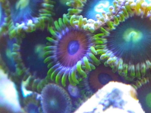 zoa mix (2).JPG