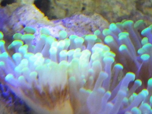 Hammer koral. Euphyllia. står i skyggen under stor table koral.JPG