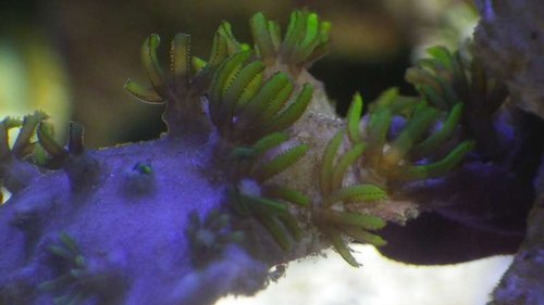 close up. tidligere Clavularia vindis, nu Briaeium sp..JPG