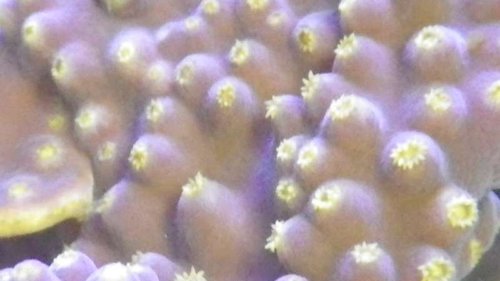 close up turbinaria.JPG