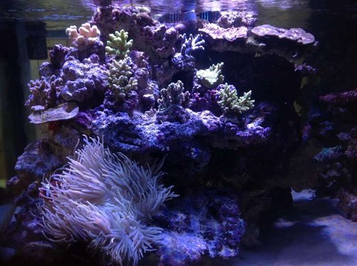 image.jpg (62.93 KiB) Vist 711 gange Anden side af revet -