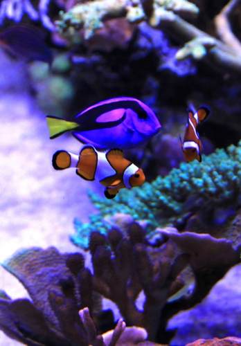 Pseudocheilinus hexataenia, Paracanthurus hepatus og Amphiprion ocellaris