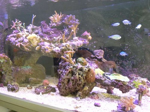 shallow reef 12.07 (34).jpg