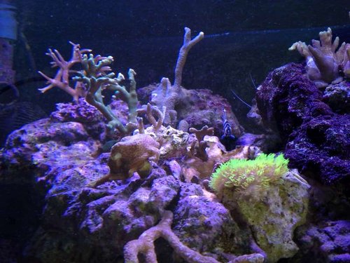 shallow reef 12.07 (1).jpg