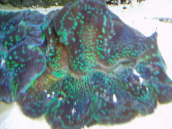 2 tridacnaer