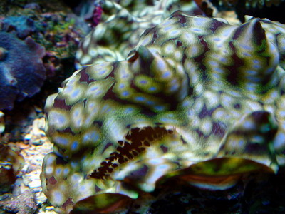 squamosa close-up