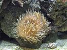 den fine anemone