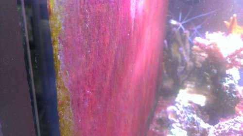 Røde alger. Det er ikke Cyano selvom det godt kan ligne. De skal skrabes af.