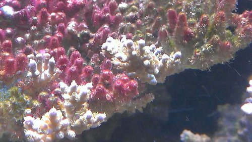 Ramt Acropora. Nogle af de yderste grene lever endnu og vokser faktisk lidt. Det døde væv angribes hurtigt af røde alger.